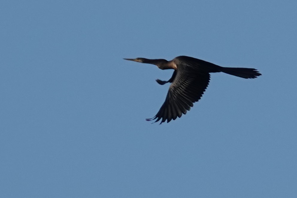 Anhinga d'Amérique - ML622662907