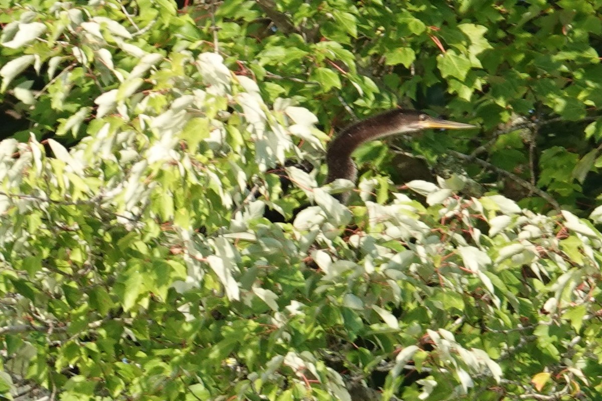 Anhinga d'Amérique - ML622662908