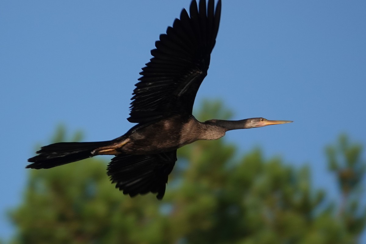 Anhinga - Jeffrey Turner