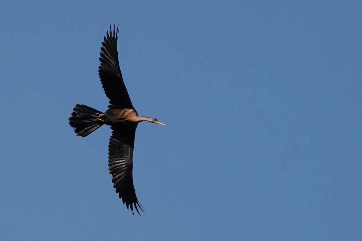 Anhinga d'Amérique - ML622662911