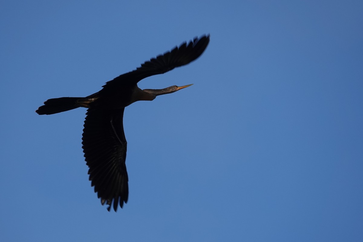 Anhinga d'Amérique - ML622662912