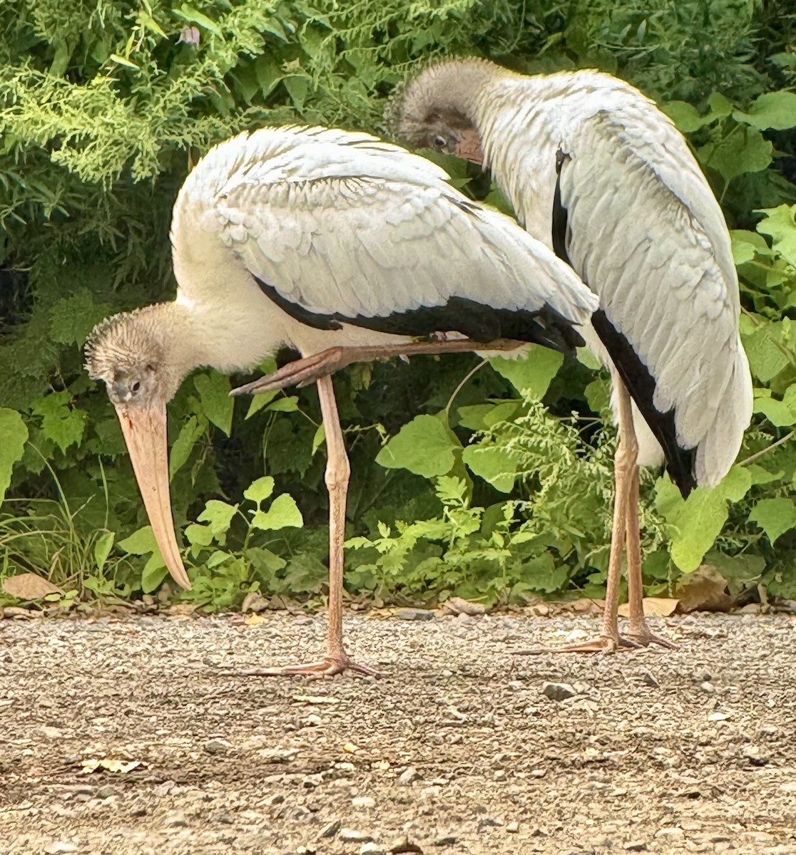 Wood Stork - ML622662928