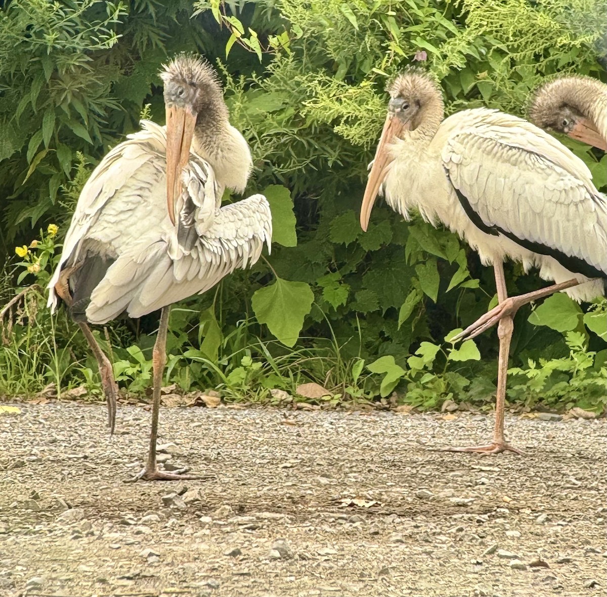 Wood Stork - ML622662929