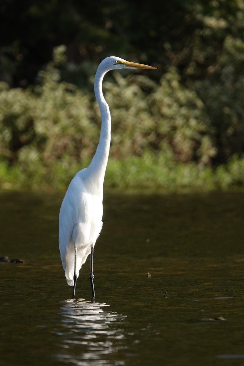 Grande Aigrette - ML622662964