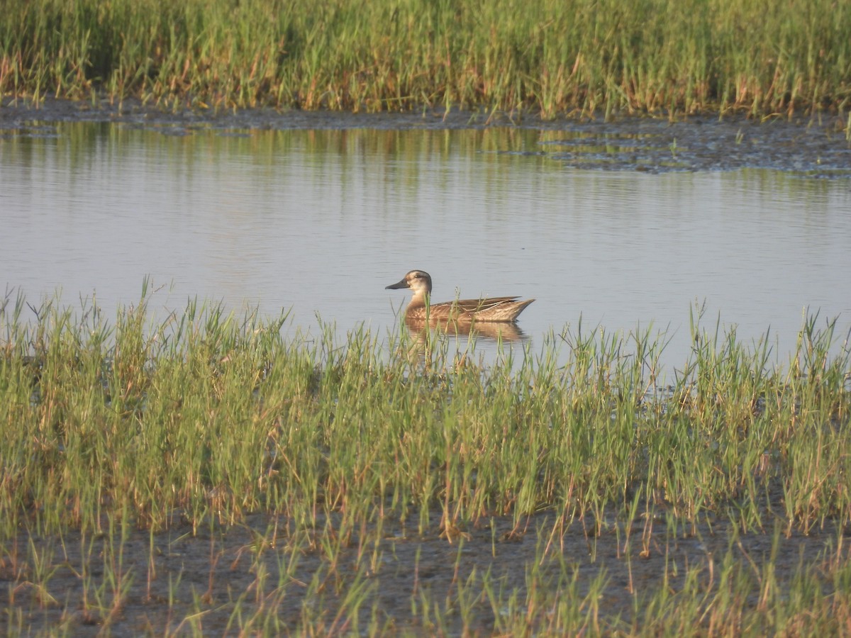 Garganey - Carmel Ravid