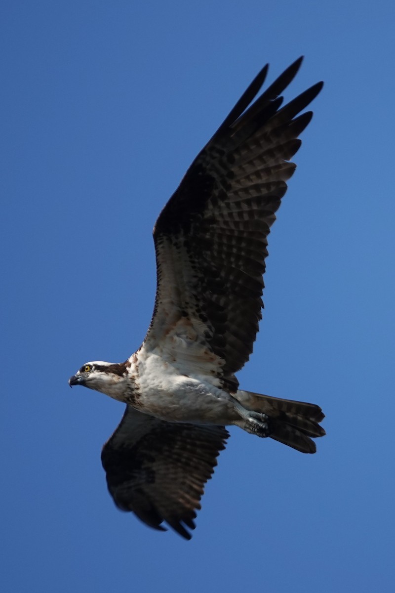 Balbuzard pêcheur - ML622662995