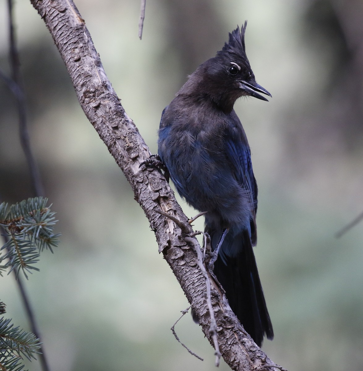 Steller's Jay - ML622663010