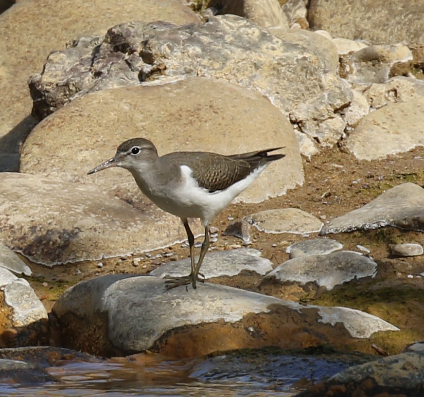 Spotted Sandpiper - ML622663061