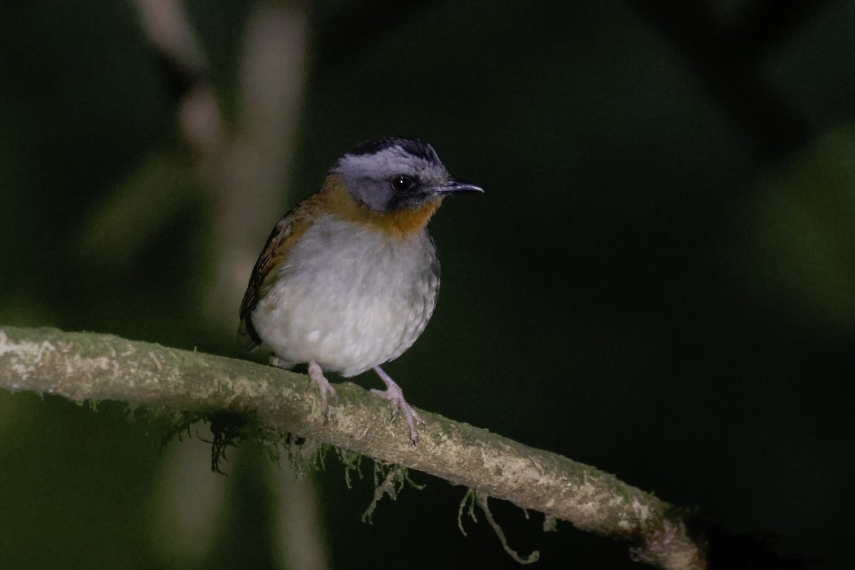 Red-throated Alethe - ML622663105