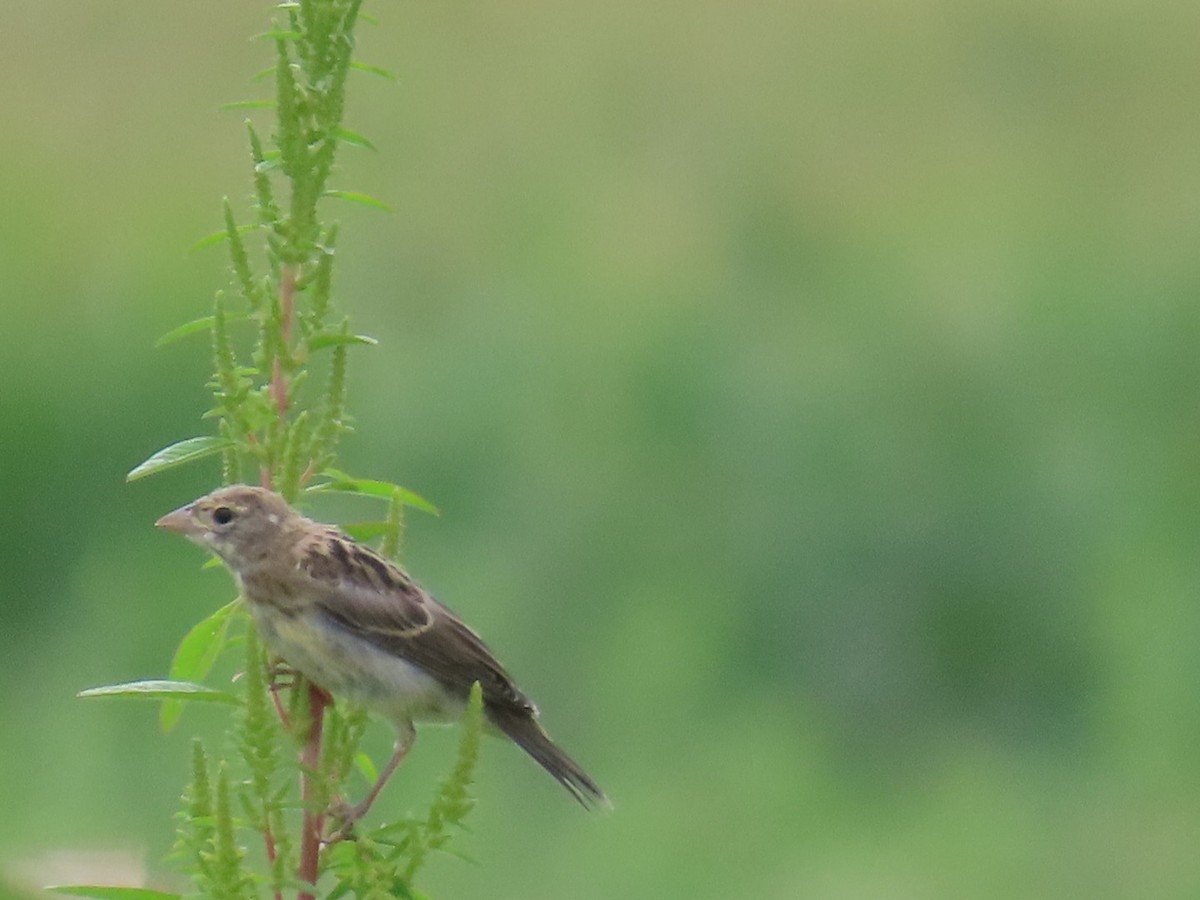 Dickcissel - ML622663139