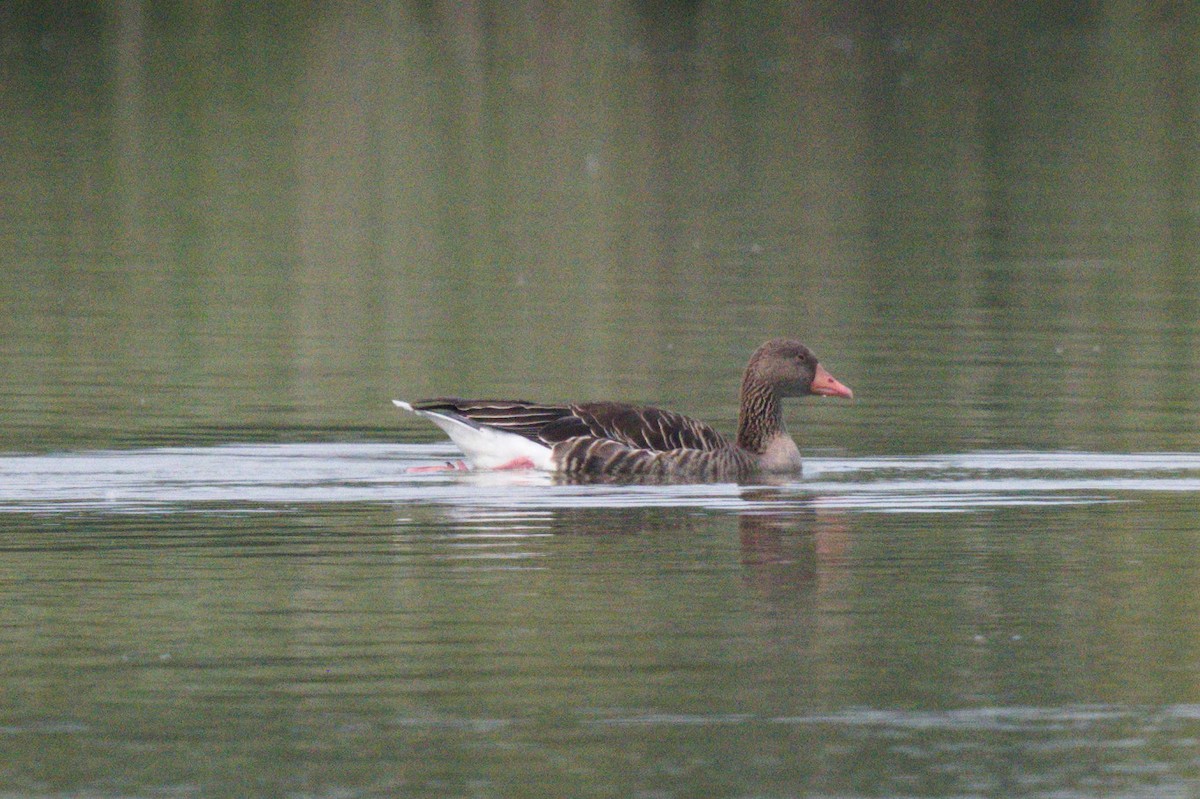 Graylag Goose - ML622663172