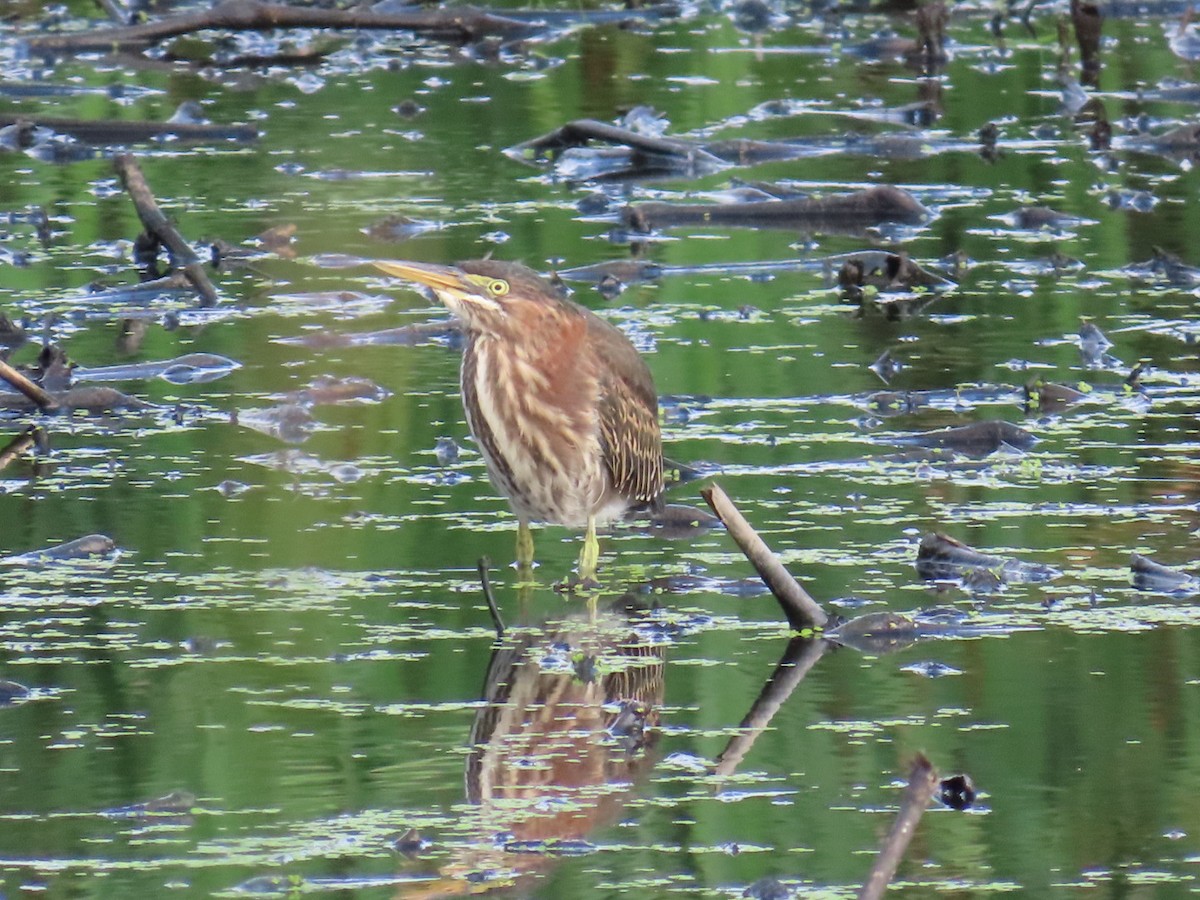 Green Heron - ML622663183