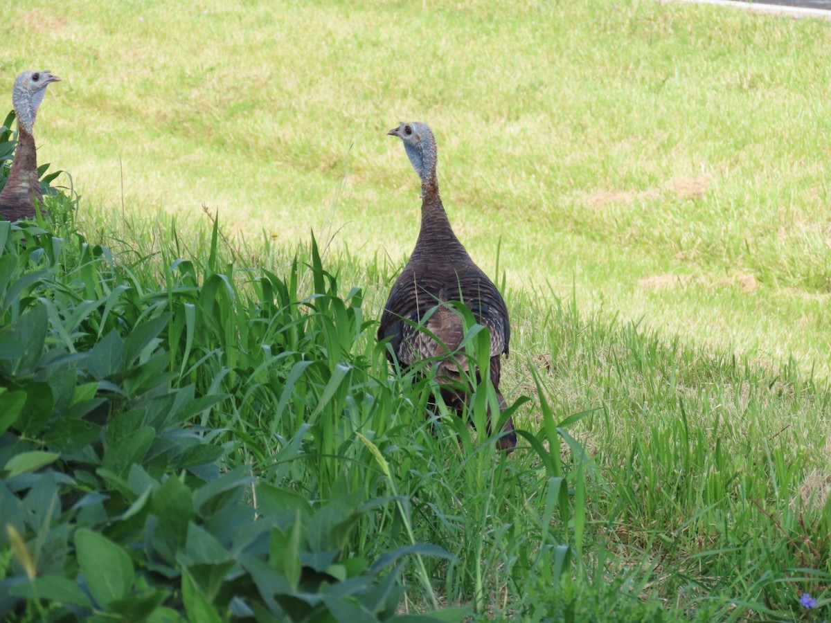 Wild Turkey - ML622663197