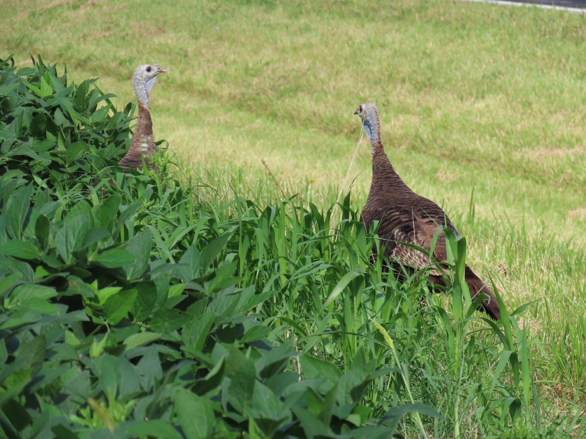 Wild Turkey - ML622663198