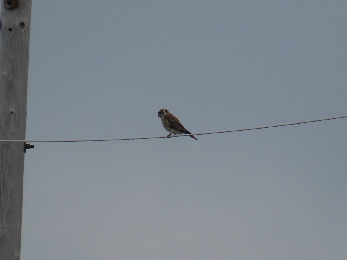 American Kestrel - ML622663219