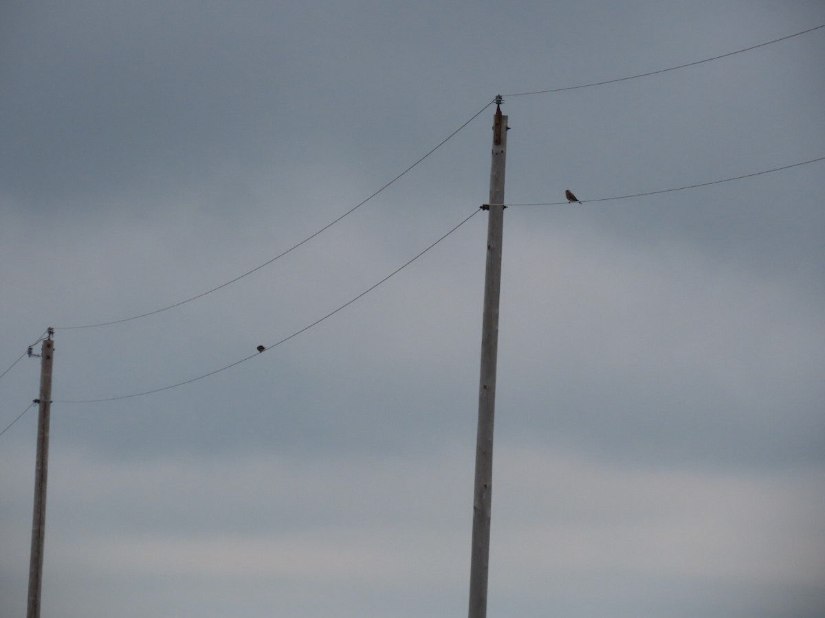 American Kestrel - ML622663220