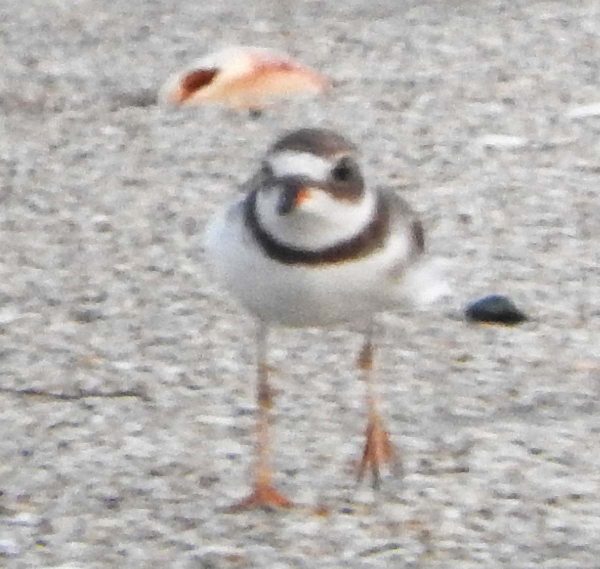 Semipalmated Plover - ML622663359