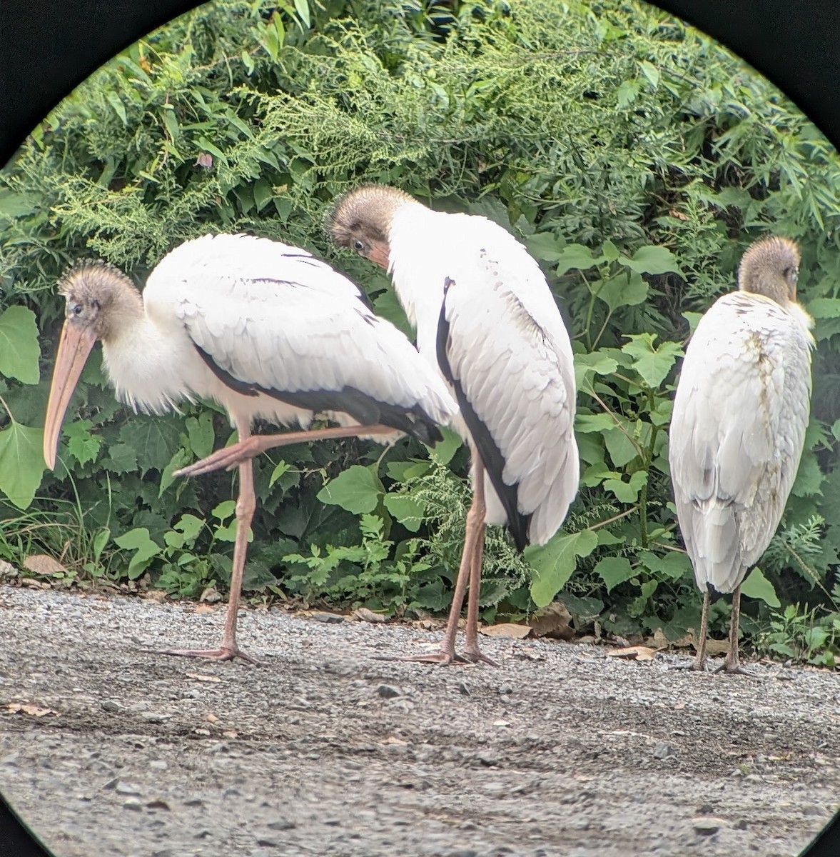 Wood Stork - ML622663398