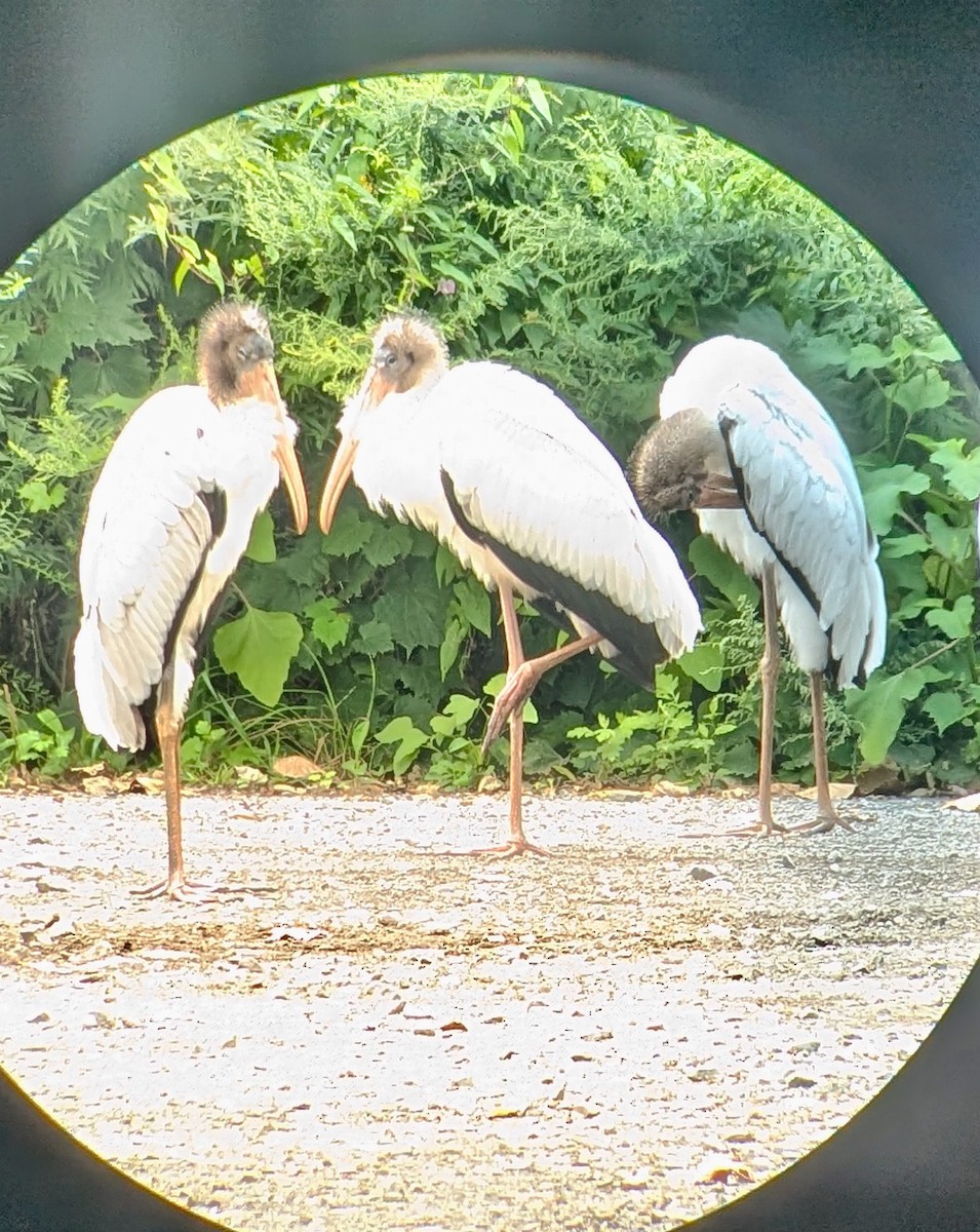 Wood Stork - Roger Clark