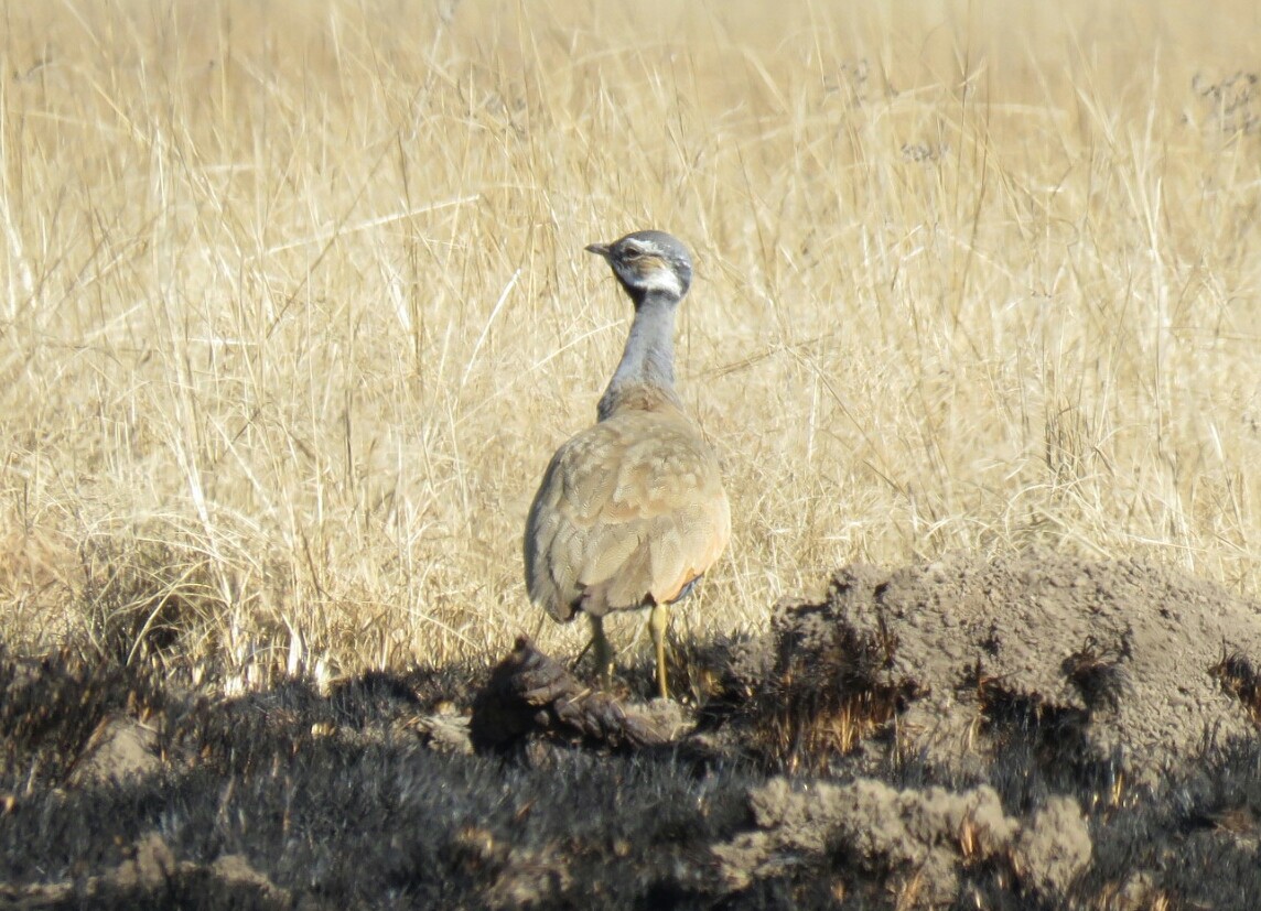 Blue Bustard - ML62266341