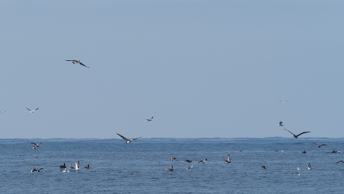 Brown Pelican - ML622663453