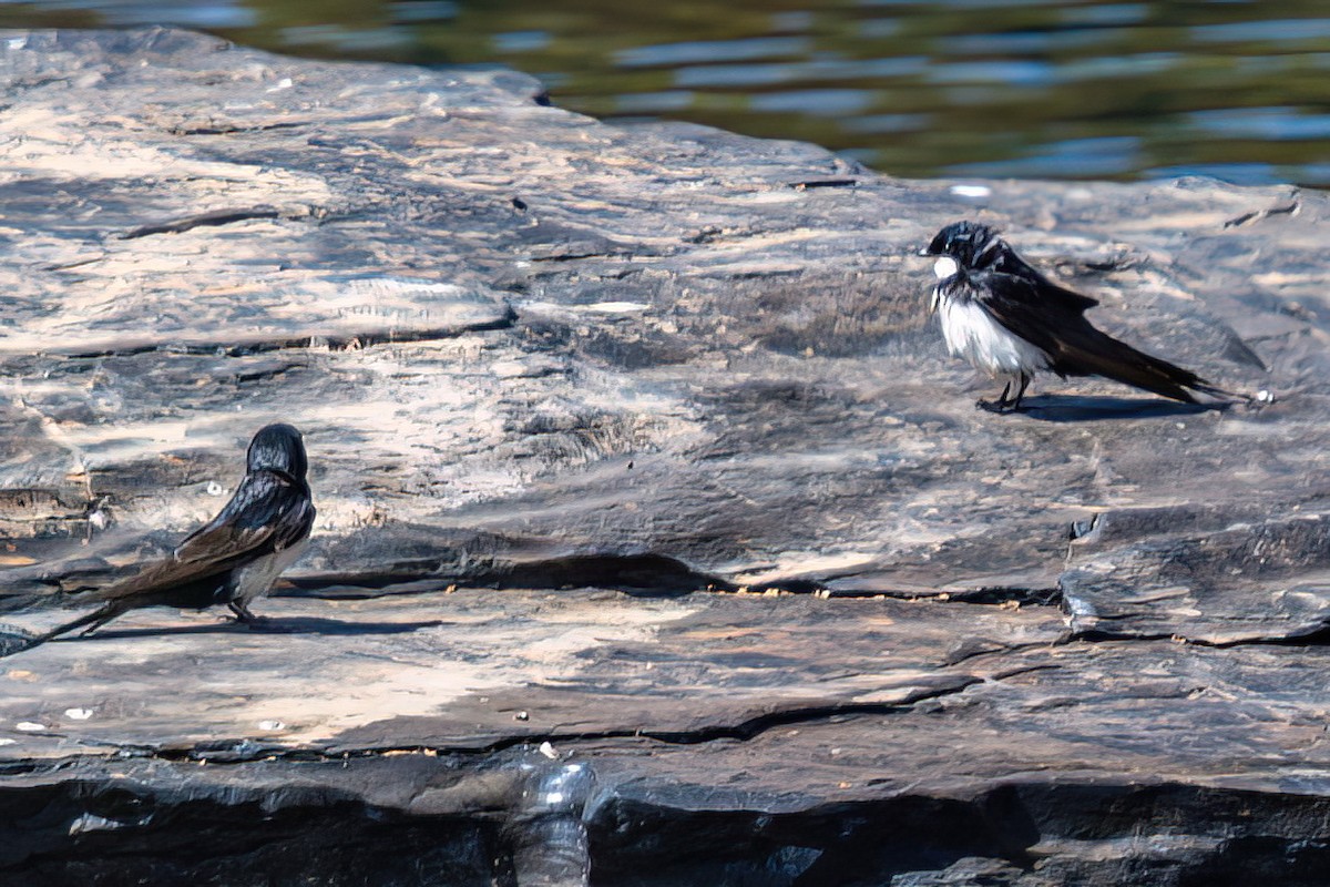 Black-collared Swallow - ML622663472