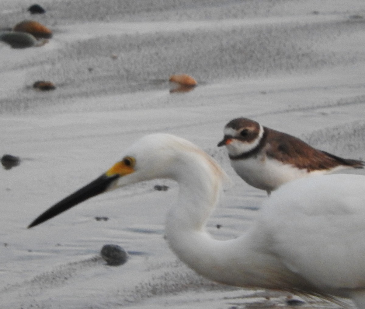 Semipalmated Plover - ML622663508