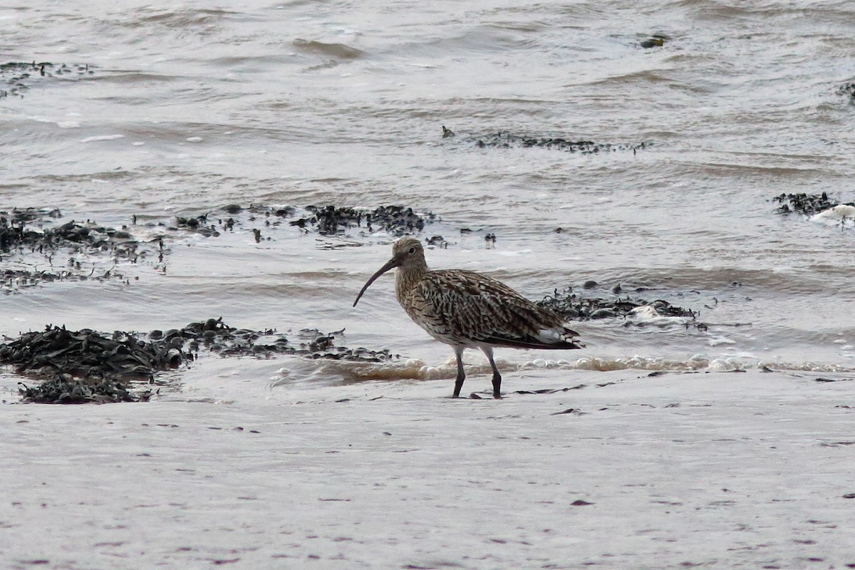 Eurasian Curlew - ML622663513