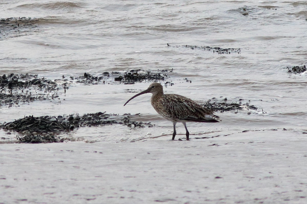 Eurasian Curlew - ML622663514