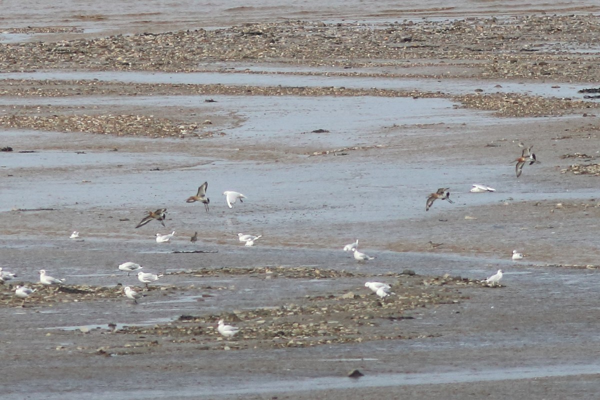 Black-tailed Godwit - ML622663526