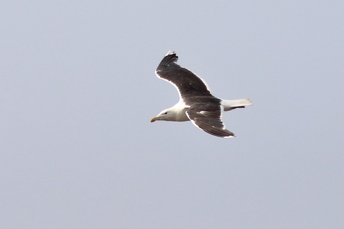 Lesser Black-backed Gull - ML622663543