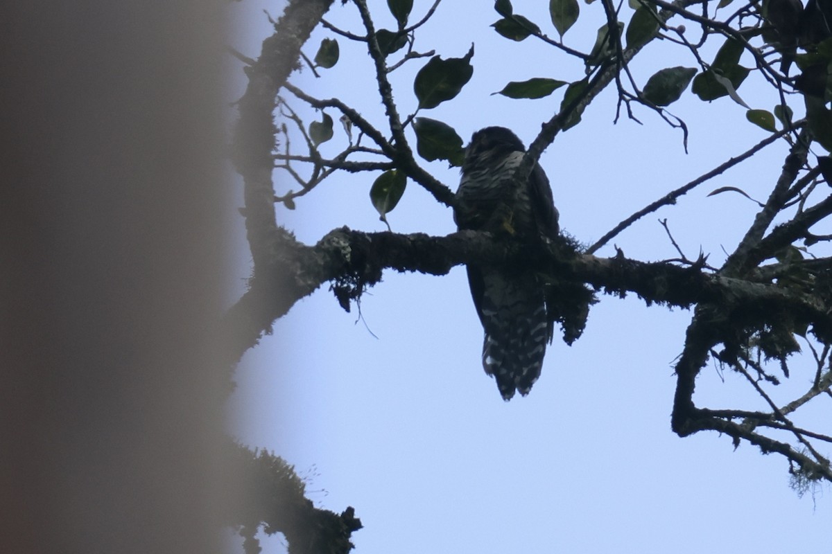 Barred Long-tailed Cuckoo - ML622663552