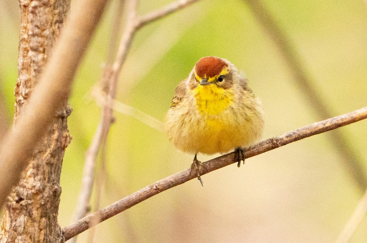 Palm Warbler - Matt Hoberg