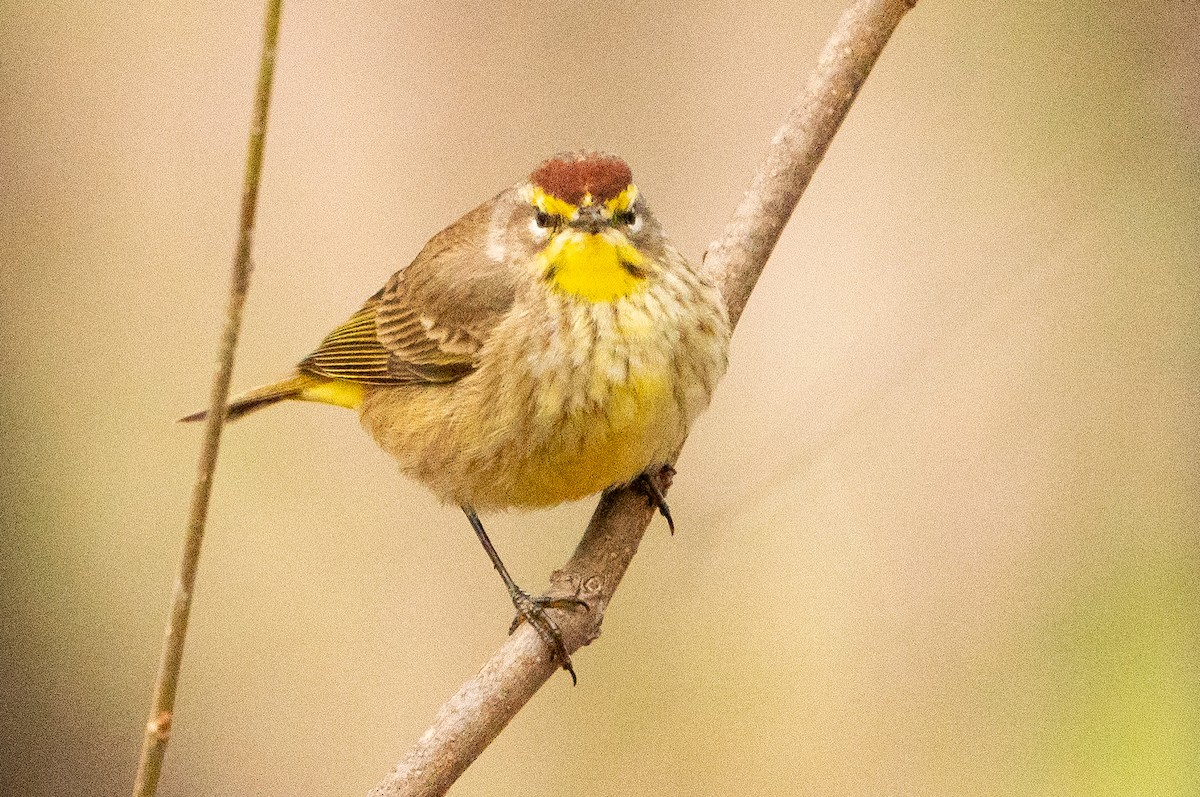 Palm Warbler - Matt Hoberg