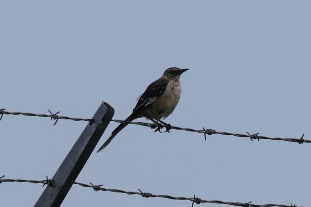 Northern Mockingbird - ML622663702