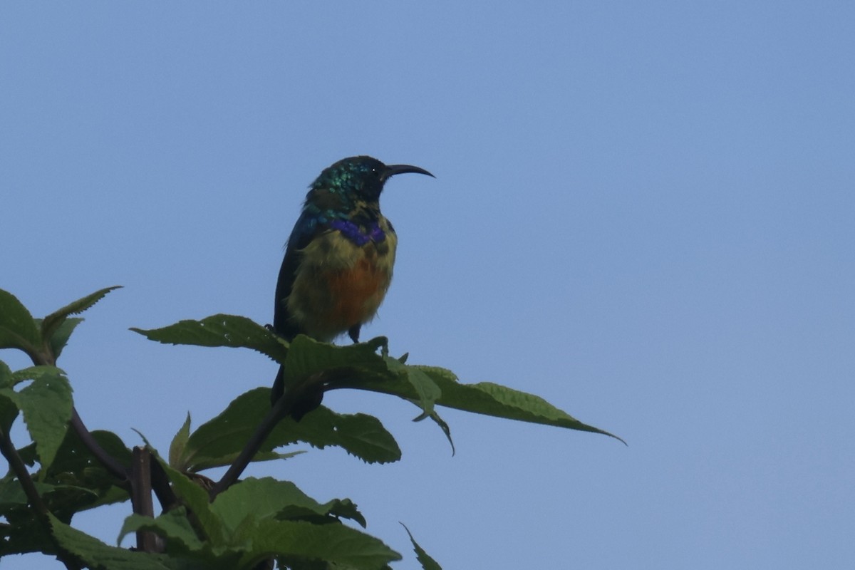 Variable Sunbird (Orange-chested) - ML622663770