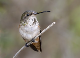 Colibrí Rufo/de Allen - eBird