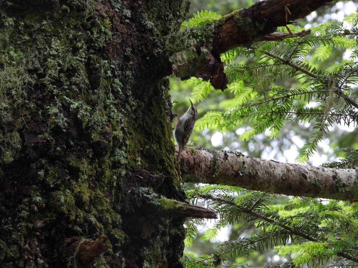 Eurasian Treecreeper - ML622663869