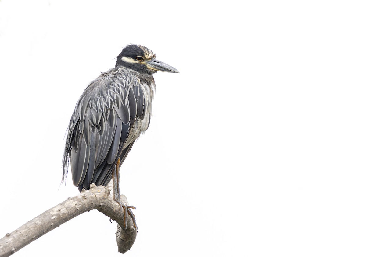 Yellow-crowned Night Heron - ML622663883