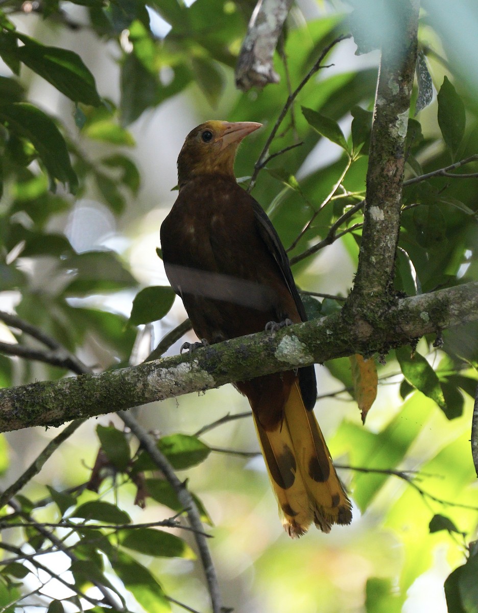 Russet-backed Oropendola - ML622663884