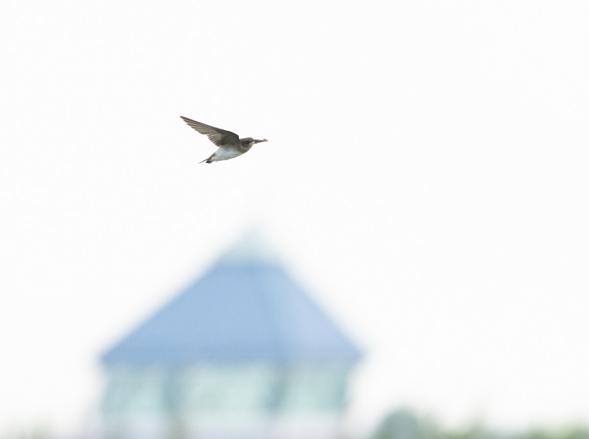 Northern Rough-winged Swallow - ML622663955