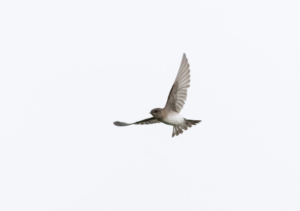 Northern Rough-winged Swallow - ML622663956