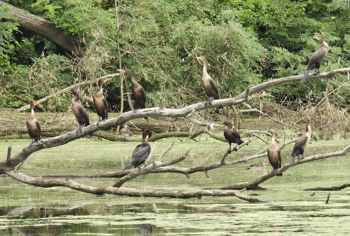 Cormoran à aigrettes - ML622663987