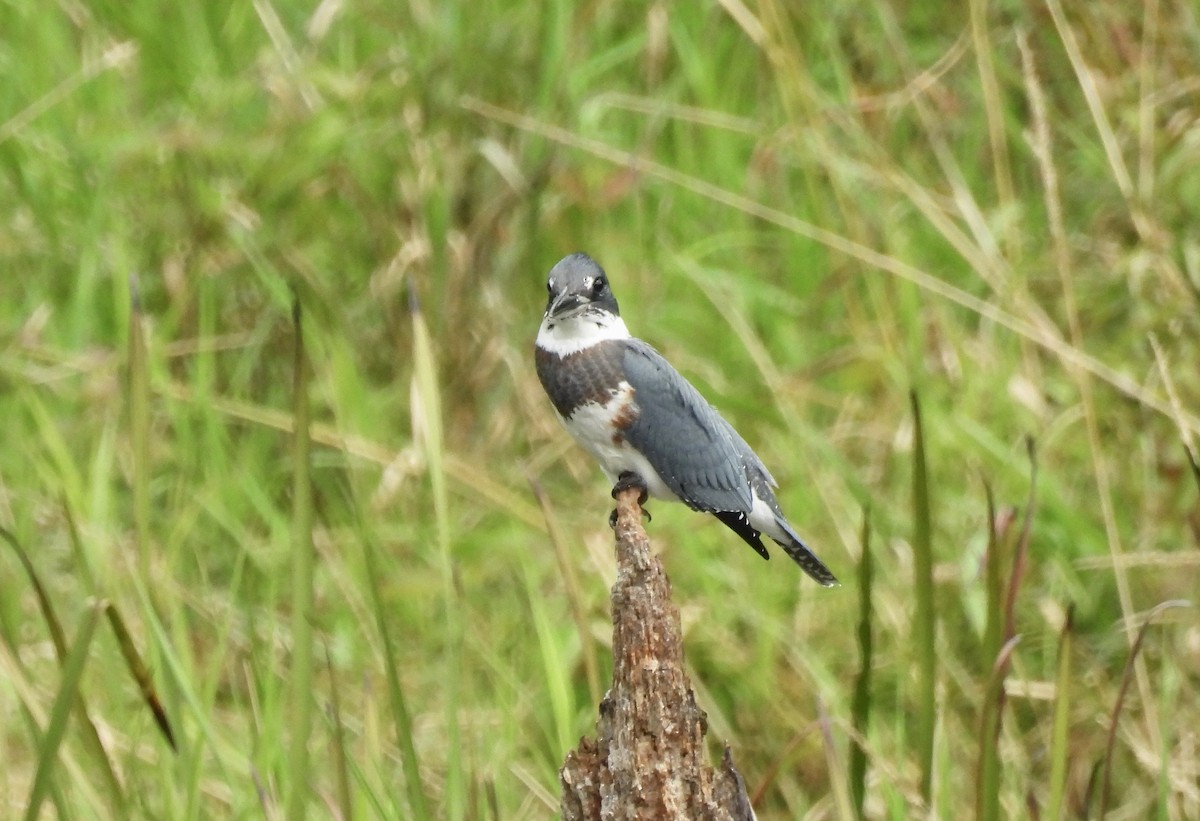 Martin-pêcheur d'Amérique - ML622664003