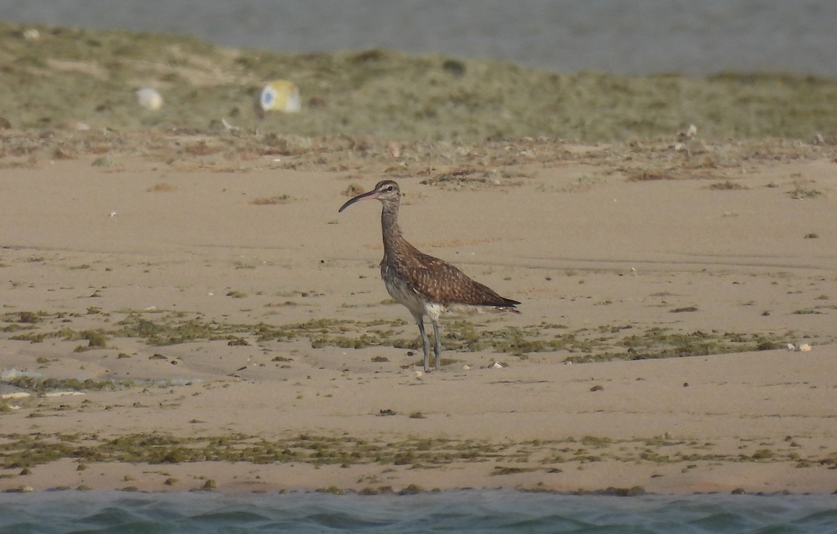 Regenbrachvogel - ML622664139