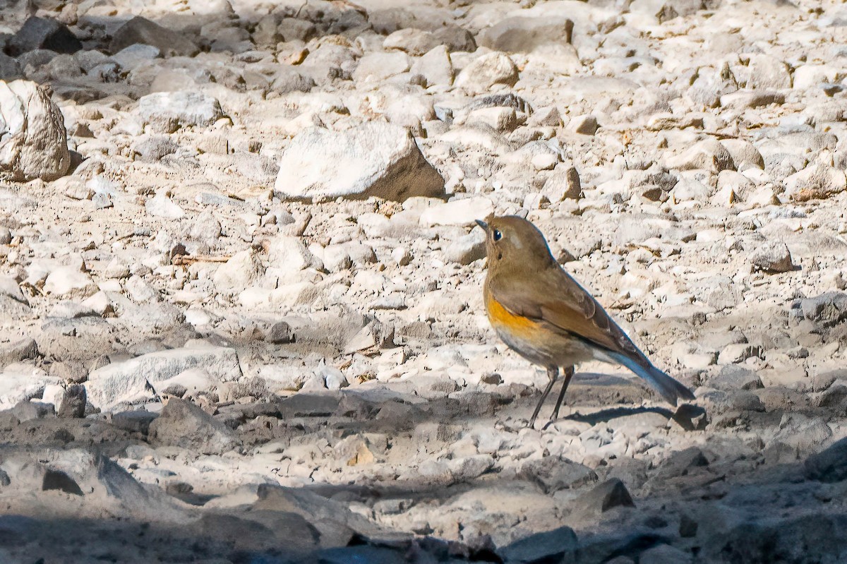 Himalayan Bluetail - Gustino Lanese