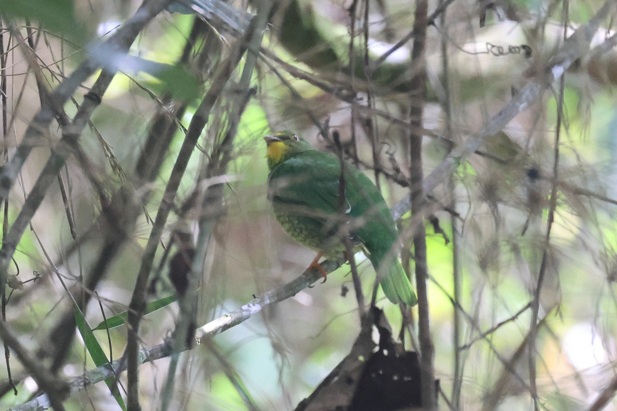 Scarlet-breasted Fruiteater - Fabrice Schmitt