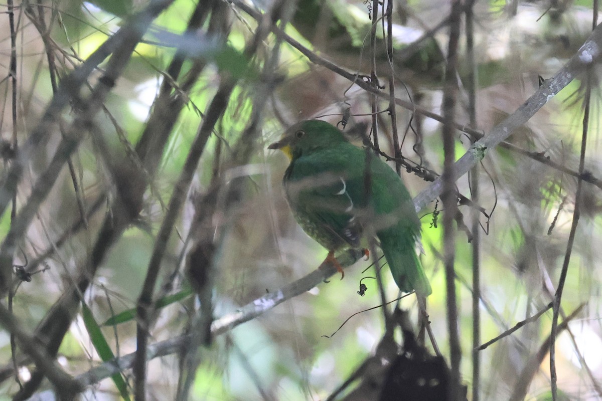 Scarlet-breasted Fruiteater - ML622664218