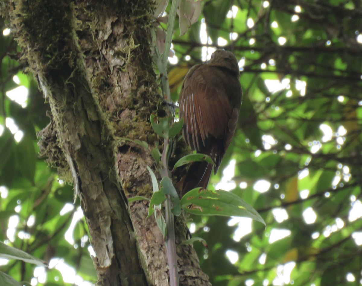 Tyrannine Woodcreeper - ML622664254