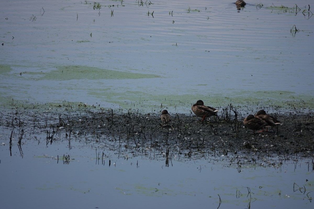 Green-winged Teal - Kevin Hayes